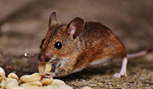 24 Hour & Emergency Exterminators in Polktown, PA